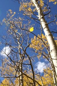 aspen leaf.jpg