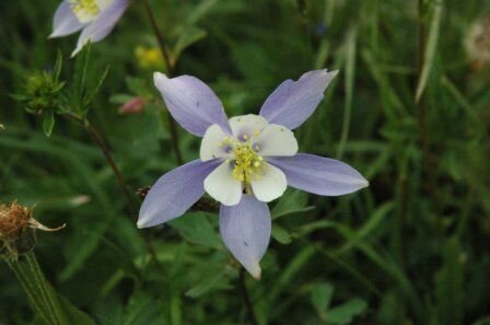 columbine.jpg