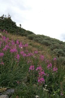 Alpine flowers.jpg