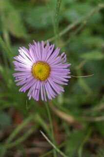 purple flower.jpg