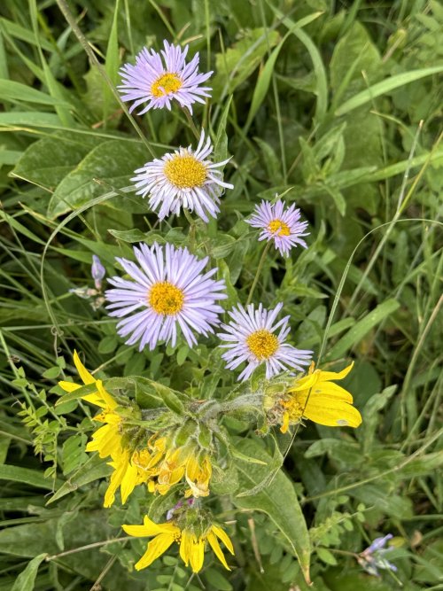 IMG_0027.jpeg