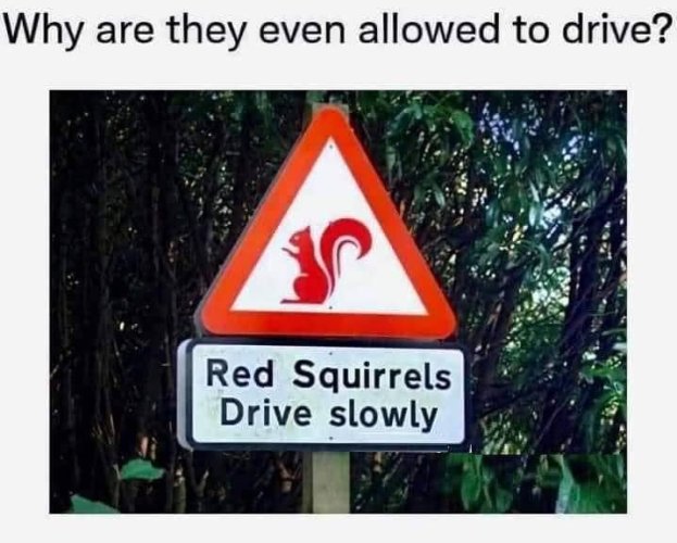 red-squirrels.jpg