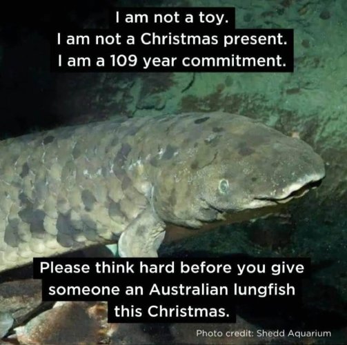 lungfish.jpg