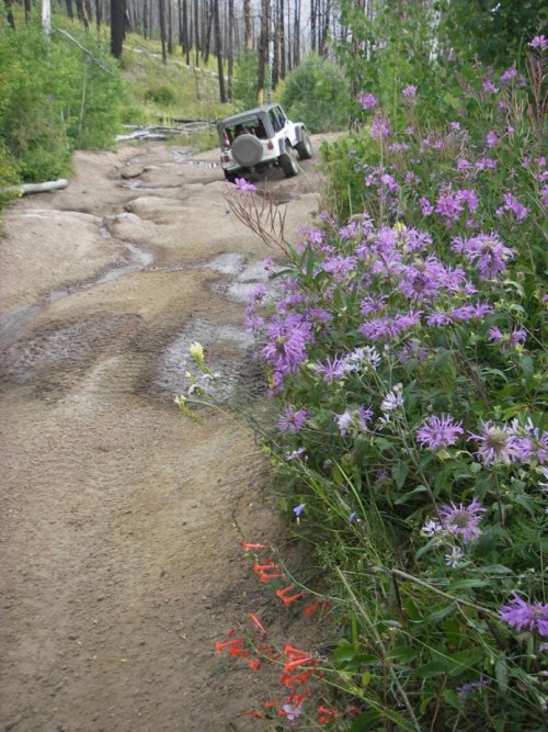 metberry_flowers.jpg