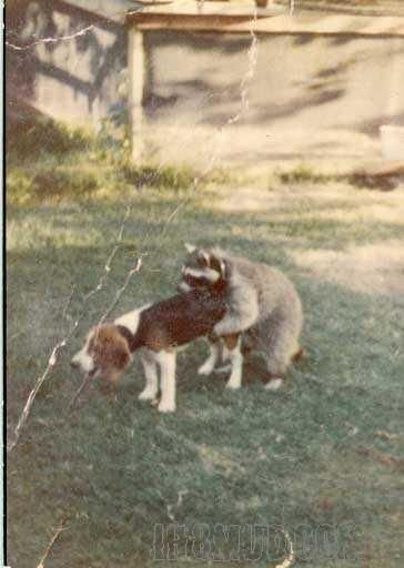 worldsworsthuntingdog.jpg