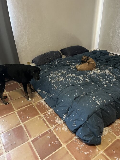 IMG_6005.jpeg IMG_6005.jpeg