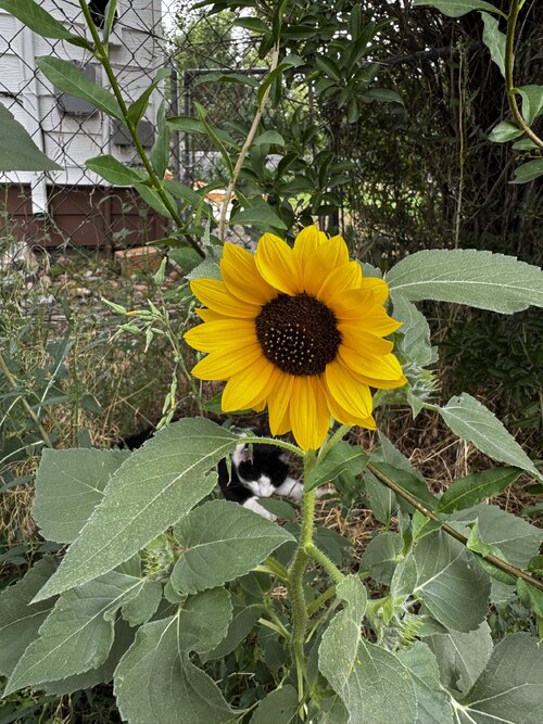 IMG_7960.jpeg IMG_7960.jpeg