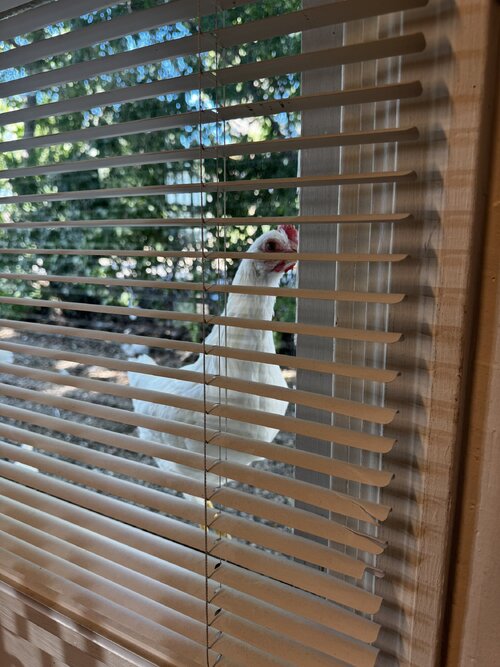 IMG_8190.jpeg IMG_8190.jpeg