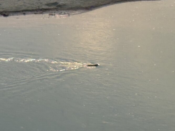 IMG_2015.JPEG IMG_2015.JPEG