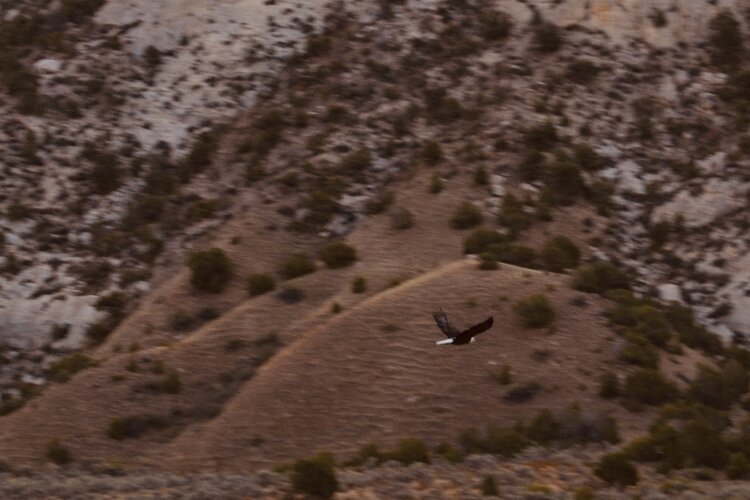 DSC_0062.jpg DSC_0062.jpg