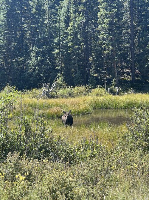 IMG_7406.jpeg IMG_7406.jpeg