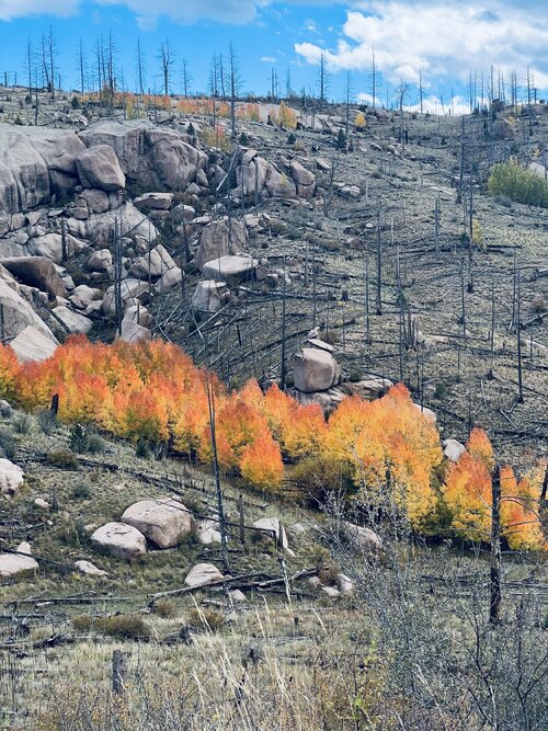 IMG_7695.jpeg IMG_7695.jpeg