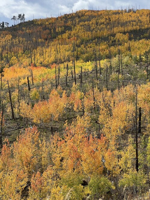 IMG_7735.jpeg IMG_7735.jpeg