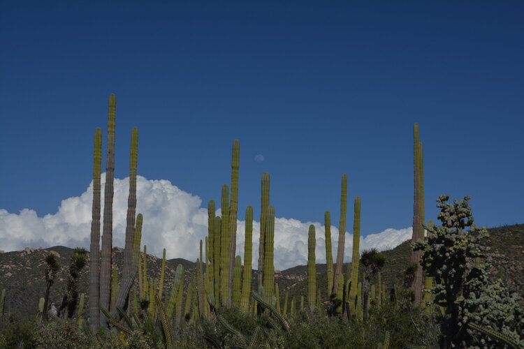 DSC_5183.JPG