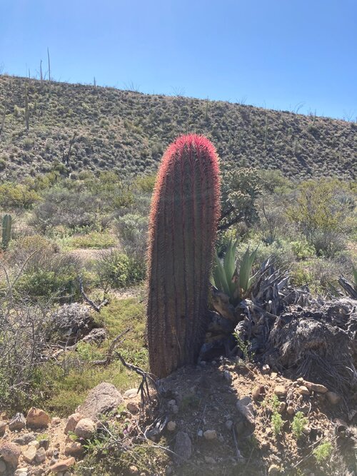IMG_0248.jpeg