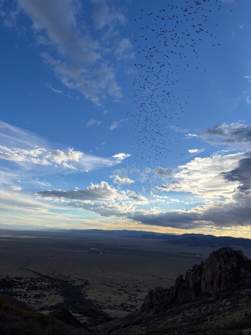 IMG_4031.jpeg