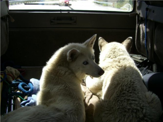dogs.jpg