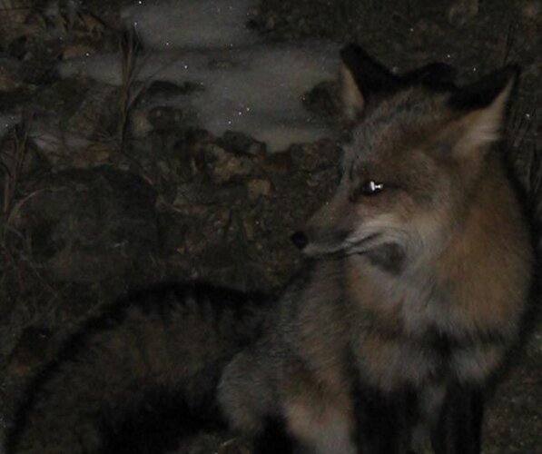 fox.jpg