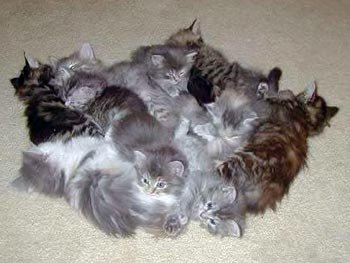 pile-o-kittens.jpg