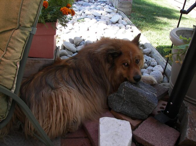 backyard pics 2010 027.jpg