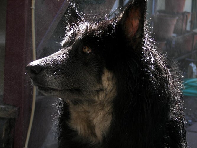 backyard pics 2010 030.jpg