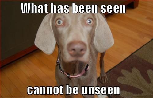 whathasbeenseen-dog.jpg