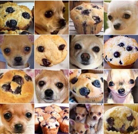 Dog or Muffin - Imgur.jpg