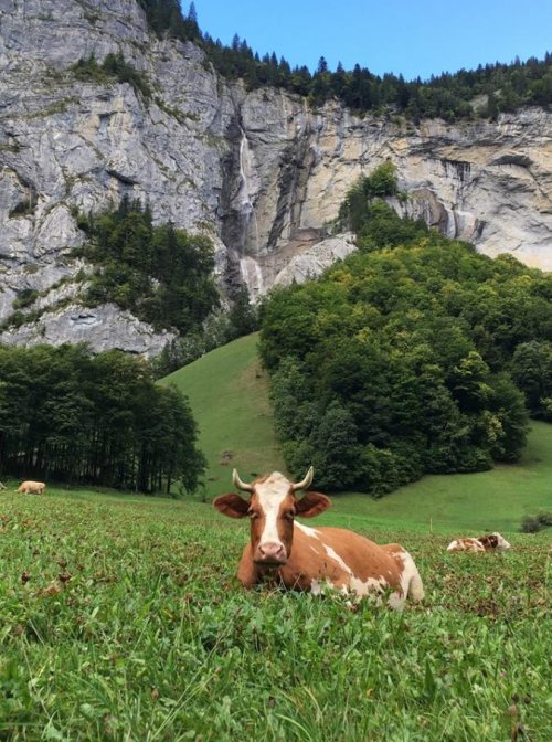 moo.jpg