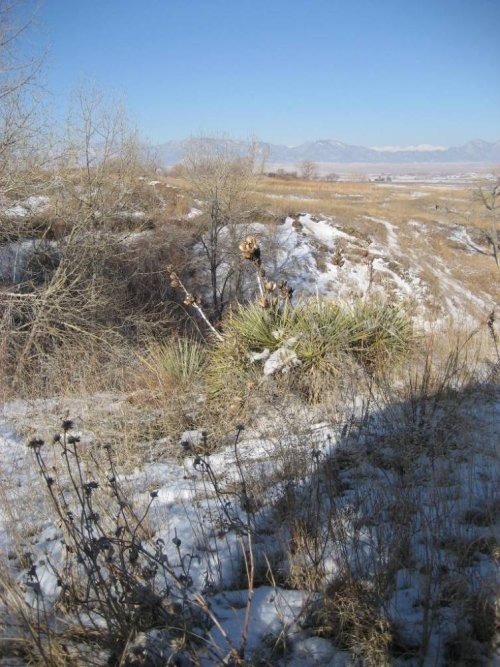 Yucca.JPG