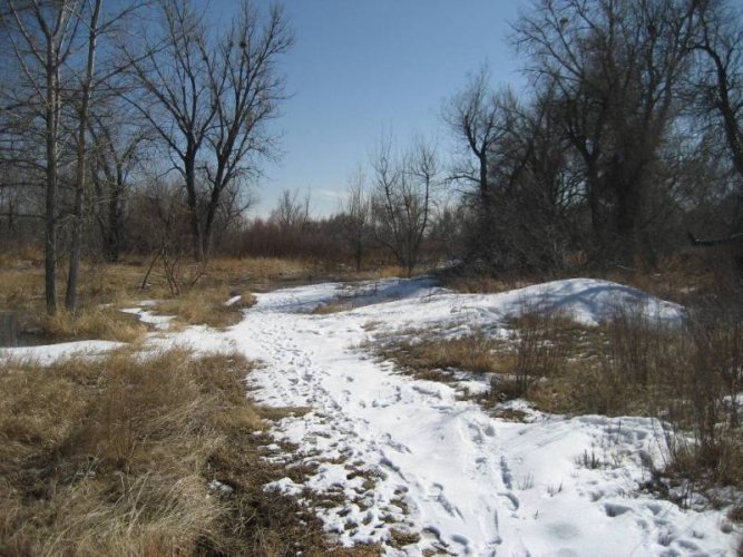 Under the cottonwoods.JPG