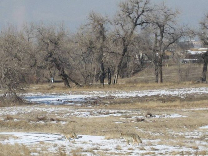 Coyote run.JPG