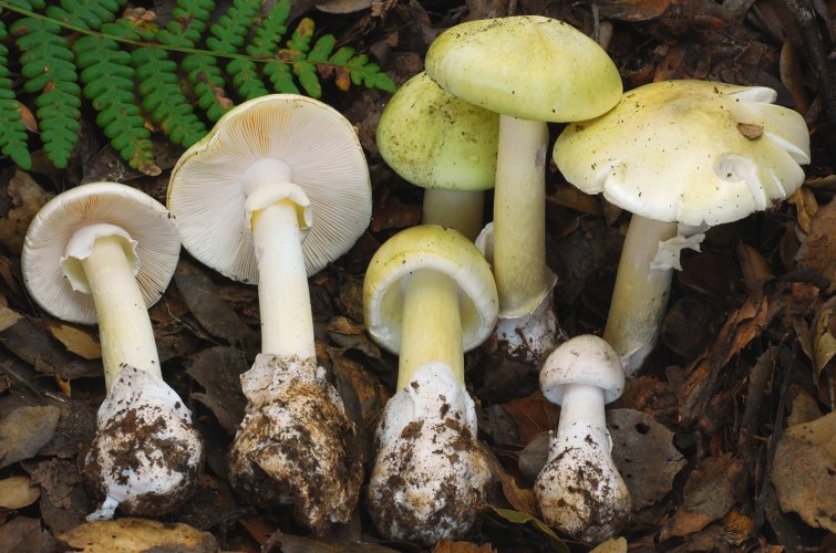 Amanita-phalloides_2-1600x1060.jpg