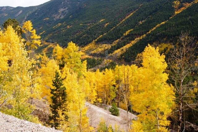 Powerline Aspen.jpg