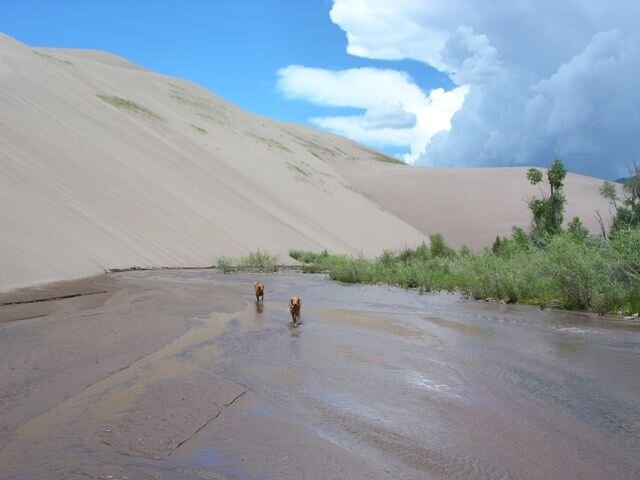DuneDogs.JPG