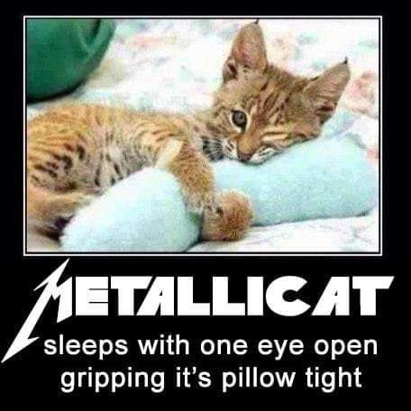 Metallicat.jpg