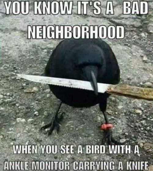 Bad-neighborhood-bird.jpg
