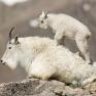 MountainGoat