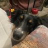 ColoradoDogMom