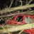 lilred4runner