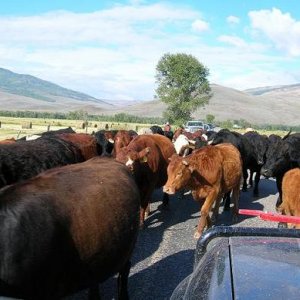 Herd of cattle on Jacks Cabin Cutoff